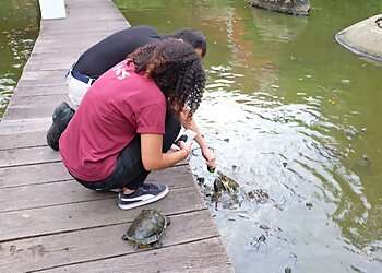 Live Turtle Museum Singapore image Live Turtle Museum Singapore