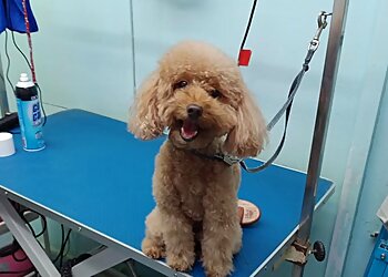 Jurong West Pet Services Luxe Pets image 2 Jurong West Pet Services Luxe Pets image 2