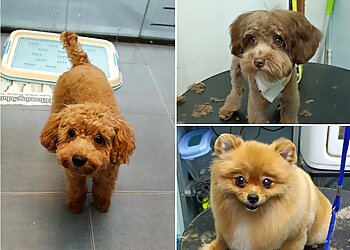 Jurong West Pet Services Luxe Pets image 3 Jurong West Pet Services Luxe Pets image 3