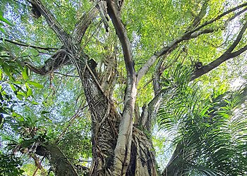 Clementi Tourist Attractions Maju Forest image 2 Clementi Tourist Attractions Maju Forest image 2