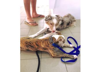 Telok Blangah Veterinary Clinics Maranatha Veterinary Clinic image 2 Telok Blangah Veterinary Clinics Maranatha Veterinary Clinic image 2