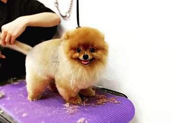 Geylang Pet Services Masmasgroomers Pet Grooming Centre Pte Ltd. image 3 Geylang Pet Services Masmasgroomers Pet Grooming Centre Pte Ltd. image 3