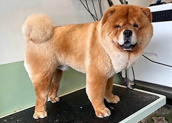 Tiong Bahru Pet Services Mewtants & Woofs image 2 Tiong Bahru Pet Services Mewtants & Woofs image 2