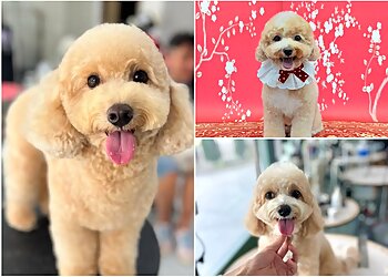 Tiong Bahru Pet Services Mewtants & Woofs image 3 Tiong Bahru Pet Services Mewtants & Woofs image 3