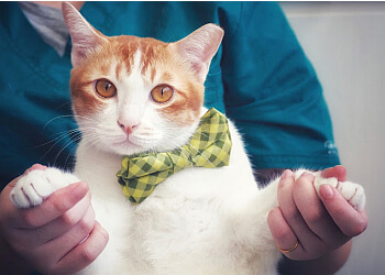 Clementi Veterinary Clinics Mount Pleasant Animal Medical Centre Clementi image 3 Clementi Veterinary Clinics Mount Pleasant Animal Medical Centre Clementi image 3