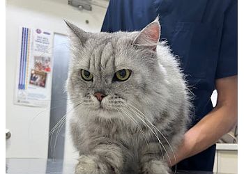 Serangoon Veterinary Clinics Mount Pleasant Veterinary Group image 3 Serangoon Veterinary Clinics Mount Pleasant Veterinary Group image 3