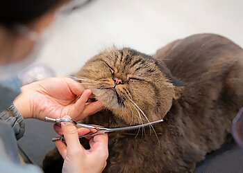 Tanjong Pagar Pet Services Nekomori Cat Grooming Salon image 3 Tanjong Pagar Pet Services Nekomori Cat Grooming Salon image 3