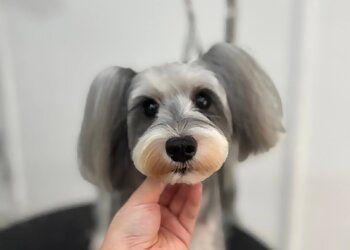 Kallang Pet Services OLO.SG image 3 Kallang Pet Services OLO.SG image 3