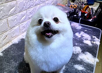 Ohana Singapaws image Ohana Singapaws