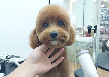 PAWLISH Pet Grooming photo PAWLISH Pet Grooming