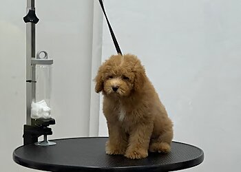 PAWLISH Pet Grooming image PAWLISH Pet Grooming