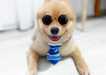Pasir Ris Pet Services Pattefrenz & Frenzwear image 2