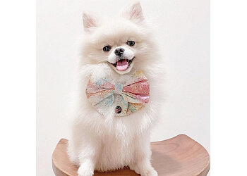 Pasir Ris Pet Services Pattefrenz & Frenzwear image 3
