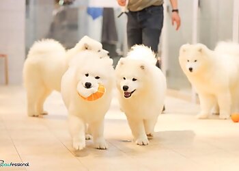 Pawfessional Pet Care photo Pawfessional Pet Care