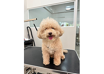 Bedok Pet Services Pawky Pawlyc image 2 Bedok Pet Services Pawky Pawlyc image 2