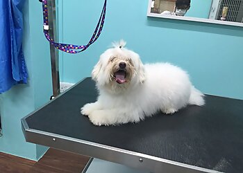 Geylang Pet Services Pawsitive Image image 3 Geylang Pet Services Pawsitive Image image 3