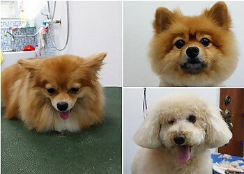 Toa Payoh Pet Services Perfect Paws image 3 Toa Payoh Pet Services Perfect Paws image 3