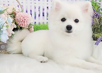 Sembawang Pet Services Pet Autumn image 2 Sembawang Pet Services Pet Autumn image 2