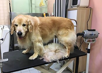 Toa Payoh Pet Services Pet Homie X Pet Saloon image 2 Toa Payoh Pet Services Pet Homie X Pet Saloon image 2