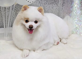 Serangoon Pet Services Pet Loft image 2 Serangoon Pet Services Pet Loft image 2