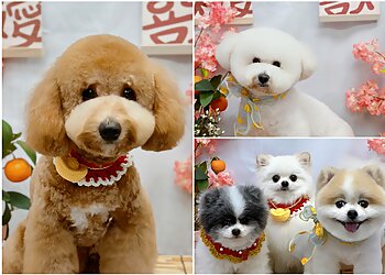 Serangoon Pet Services Pet Loft image 3 Serangoon Pet Services Pet Loft image 3