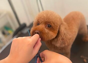 Pasir Ris Pet Services Pet Perfect Groomers image 2 Pasir Ris Pet Services Pet Perfect Groomers image 2