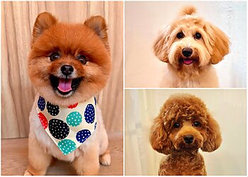 Pasir Ris Pet Services Pet Perfect Groomers image 3 Pasir Ris Pet Services Pet Perfect Groomers image 3