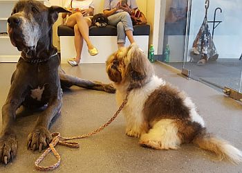 Little India Veterinary Clinics Pet Space Central Vet Surgery image 2 Little India Veterinary Clinics Pet Space Central Vet Surgery image 2