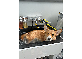 Choa Chu Kang Pet Services PetVilla image 3 Choa Chu Kang Pet Services PetVilla image 3