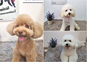 Ang Mo Kio Pet Services Petitudo image 3 Ang Mo Kio Pet Services Petitudo image 3