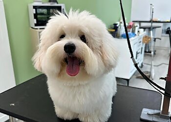 Tiong Bahru Pet Services Petpawroni image 3 Tiong Bahru Pet Services Petpawroni image 3