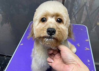 Kallang Pet Services Petronize image 3 Kallang Pet Services Petronize image 3