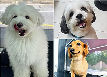 Bedok Pet Services Pets Eden Spa & Salon image 3 Bedok Pet Services Pets Eden Spa & Salon image 3