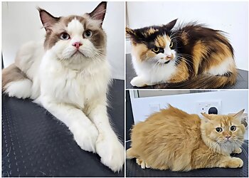 Pet's Galaxy Pte. Ltd. image Pet's Galaxy Pte. Ltd.