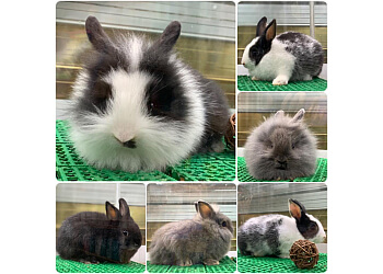 Pets' Gantry image Pets' Gantry