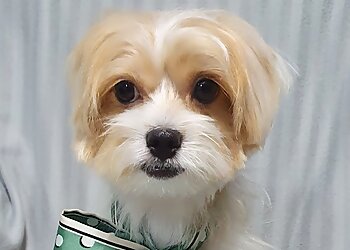 Punggol Pet Services Pets' Street image 2 Punggol Pet Services Pets' Street image 2