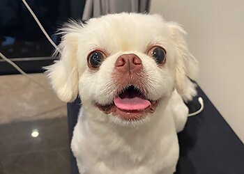 Punggol Pet Services Pets' Street image 3 Punggol Pet Services Pets' Street image 3