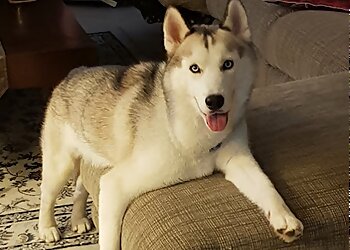 Sembawang Pet Services Pets' Street image 3 Sembawang Pet Services Pets' Street image 3