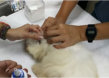 Jurong West Veterinary Clinics Point Veterinary Surgery image 3 Jurong West Veterinary Clinics Point Veterinary Surgery image 3