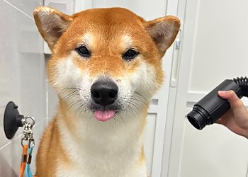 Pom Pom Pet photo Pom Pom Pet