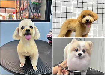 Pom Pom Pet image Pom Pom Pet