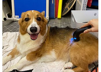 Little India Veterinary Clinics RehabVet Clinic image 2 Little India Veterinary Clinics RehabVet Clinic image 2