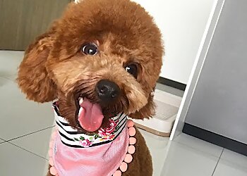 Bukit Batok Pet Services Royal Fur Palace image 2 Bukit Batok Pet Services Royal Fur Palace image 2