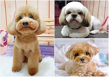 Bukit Batok Pet Services Royal Fur Palace image 3 Bukit Batok Pet Services Royal Fur Palace image 3