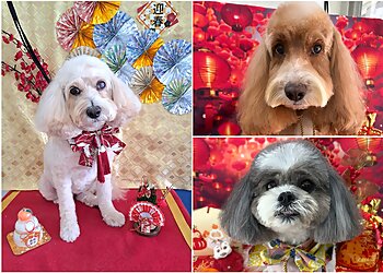 Orchard Road Pet Services Sopra Ginza image 3 Orchard Road Pet Services Sopra Ginza image 3