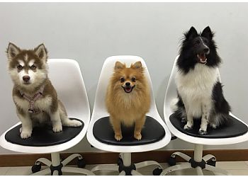 Punggol Veterinary Clinics Spring Veterinary Care image 2 Punggol Veterinary Clinics Spring Veterinary Care image 2