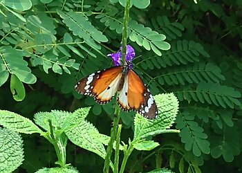 Tampines Tourist Attractions Tampines Changkat Butterfly Garden image 2 Tampines Tourist Attractions Tampines Changkat Butterfly Garden image 2