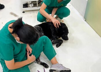 Punggol Pet Services The Collar Club Punggol image 2 Punggol Pet Services The Collar Club Punggol image 2