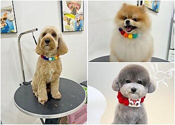 Punggol Pet Services The Collar Club Punggol image 3 Punggol Pet Services The Collar Club Punggol image 3