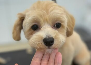 The Grooming Angels photo The Grooming Angels